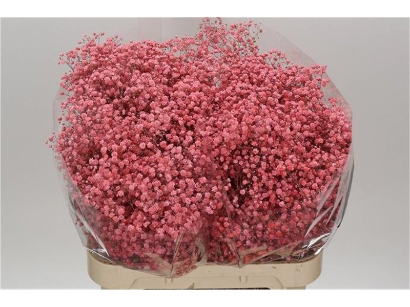 Gipsofila Dyed Xlence Pink c2060