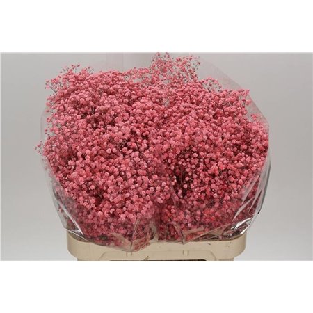 Gipsofila Dyed Xlence Pink c2060