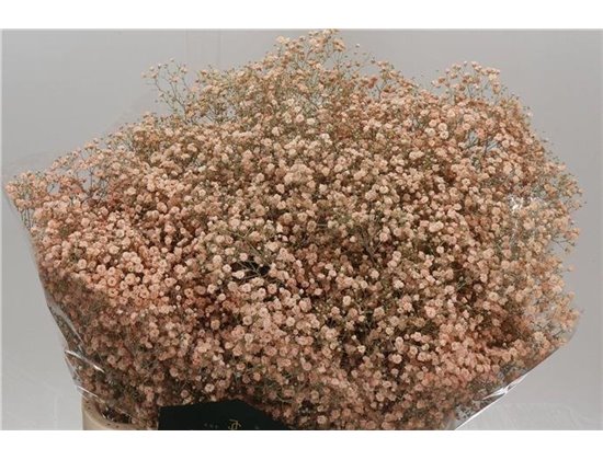 Gipsofila Dyed Xlence Salmon c2061