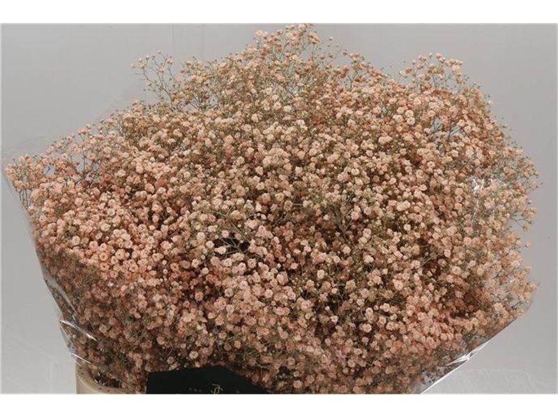 Gipsofila Dyed Xlence Salmon c2061