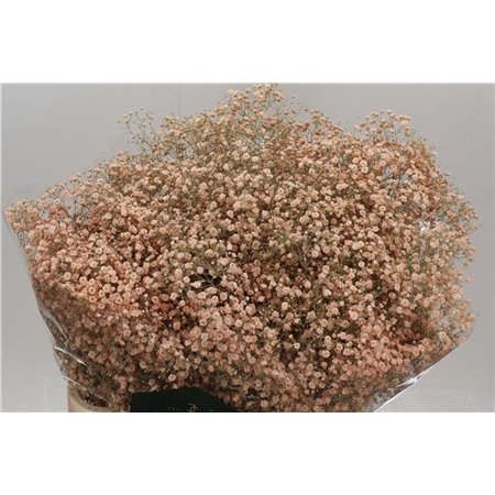 Gipsofila Dyed Xlence Salmon c2061