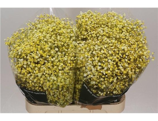 Gipsofila Dyed Yellow c2062