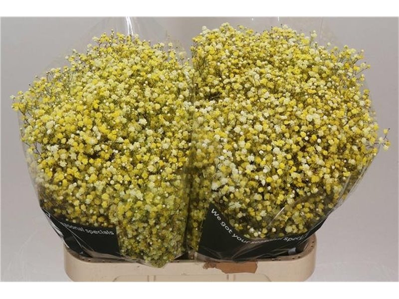 Gipsofila Dyed Yellow c2062