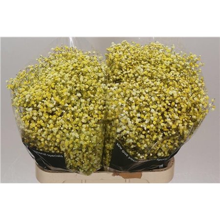 Gipsofila Dyed Yellow c2062