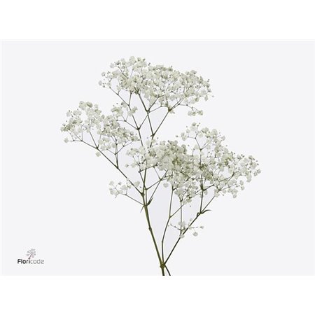 Gipsofila Pa Cosmic Ec 35 Tropical Acres c2069