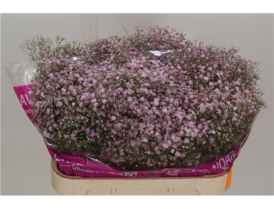 Gipsofila Pa My Pink c2076