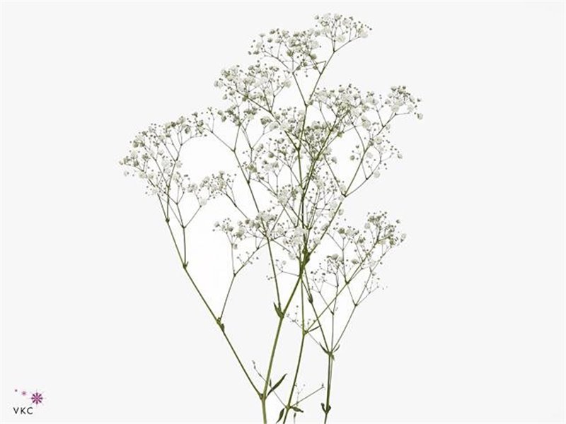 Gipsofila Pa Xlence c2078
