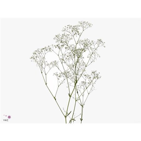 Gipsofila Pa Xlence Ec 35 c2083