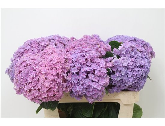 Hortenzija M Beau Luxor Pink c2114
