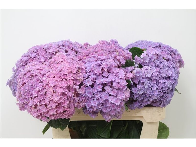 Hortenzija M Beau Luxor Pink c2114