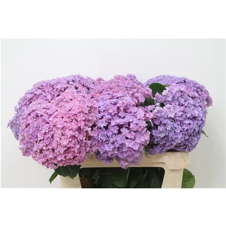 Hortenzija M Beau Luxor Pink c2114