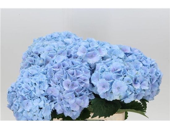 Hortenzija M Ch Lolly Pop Blue c2117