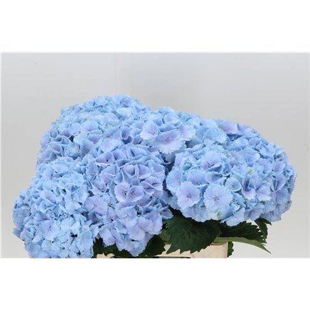 Hortenzija M Ch Lolly Pop Blue c2117