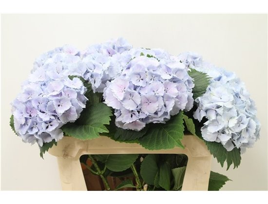 Hortenzija M Ch Lolly Pop Blue c2118