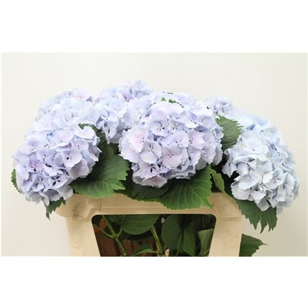Hortenzija M Ch Lolly Pop Blue c2118
