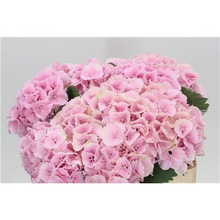 Hortenzija M Ch Lolly Pop Blue c2119