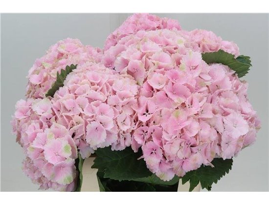 Hortenzija M Ch Lolly Pop Pink c2120