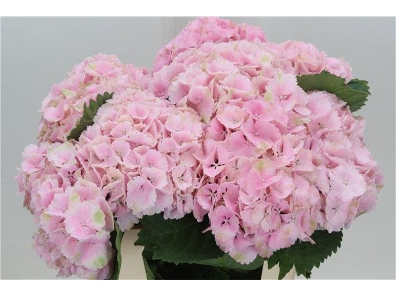 Hortenzija M Ch Lolly Pop Pink c2120