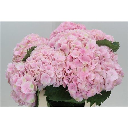 Hortenzija M Ch Lolly Pop Pink c2120