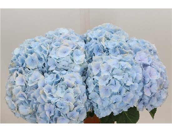 Hortenzija M Ch Verena Blue c2129