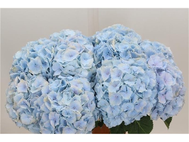 Hortenzija M Ch Verena Blue c2129