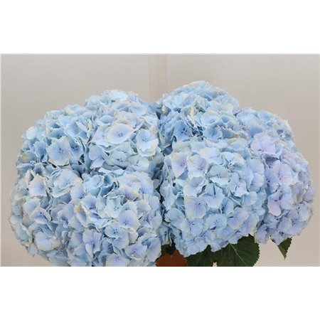 Hortenzija M Ch Verena Blue c2129