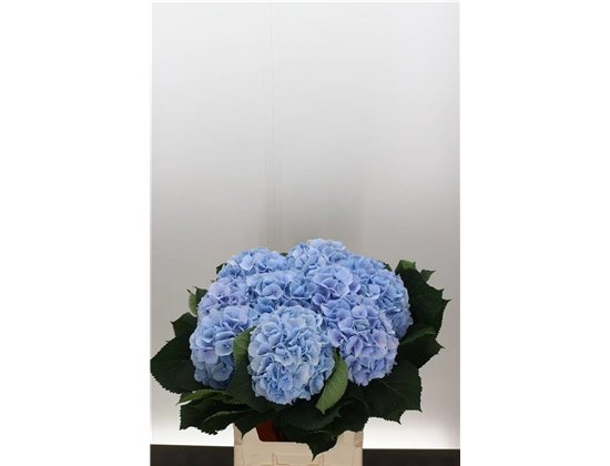Hortenzija M Ch Verena Blue c2130