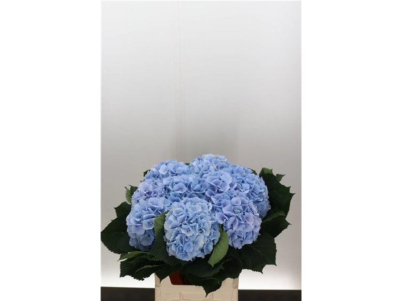 Hortenzija M Ch Verena Blue c2130