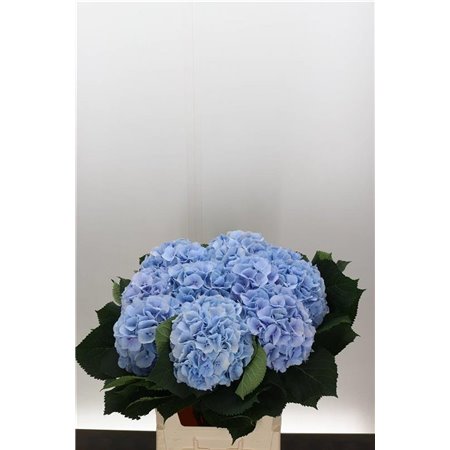Hortenzija M Ch Verena Blue c2130