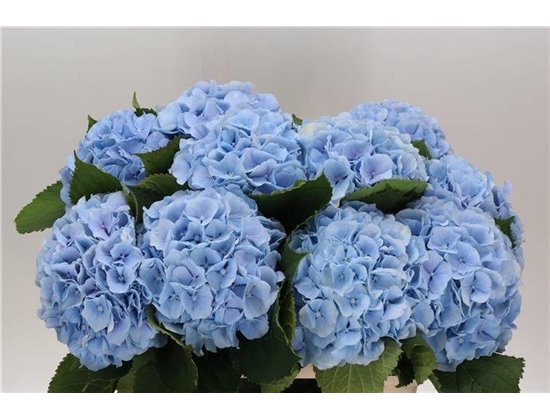 Hortenzija M Ch Verena Blue c2131