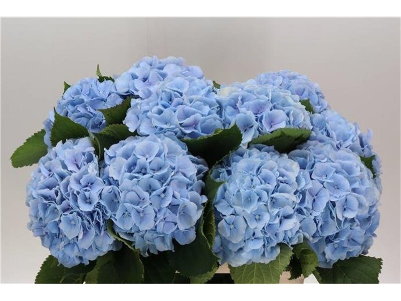 Hortenzija M Ch Verena Blue c2131