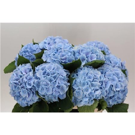 Hortenzija M Ch Verena Blue c2131