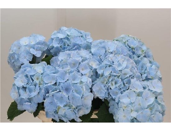Hortenzija M Ch Verena Blue c2132
