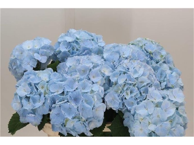 Hortenzija M Ch Verena Blue c2132