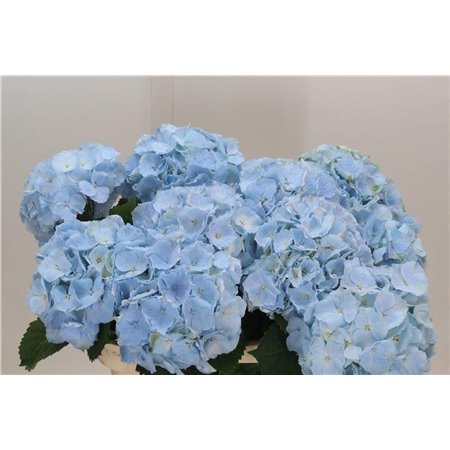 Hortenzija M Ch Verena Blue c2132