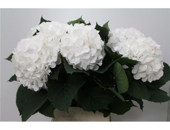 Hortenzija M Ch White Verena c2133