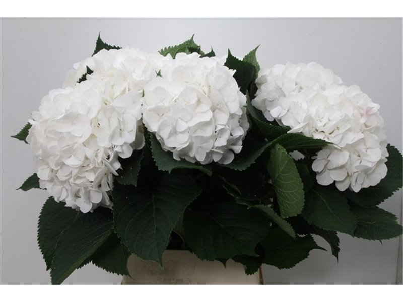 Hortenzija M Ch White Verena c2133