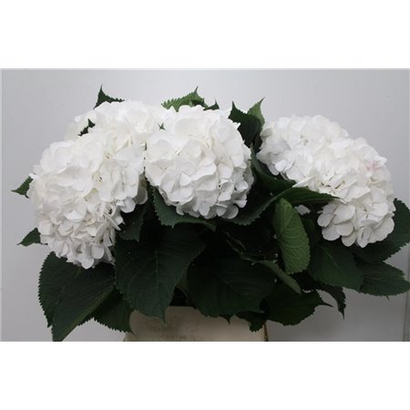 Hortenzija M Ch White Verena c2133