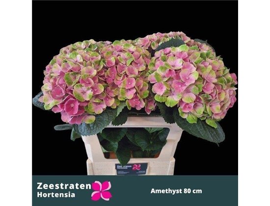 Hortenzija M Mag Amethyst c2134