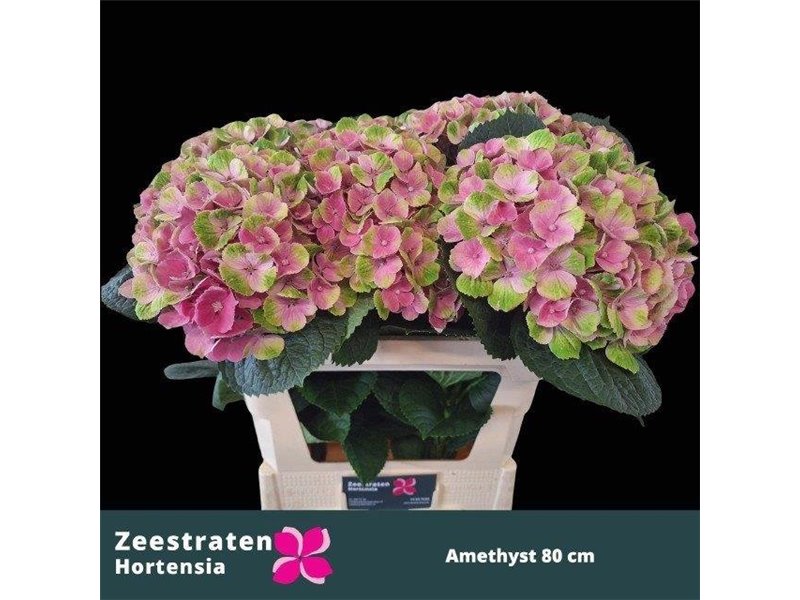 Hortenzija M Mag Amethyst c2134