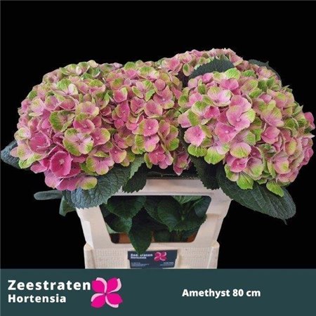 Hortenzija M Mag Amethyst c2134