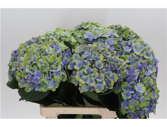 Hortenzija M Mag Amethyst Blue c2135