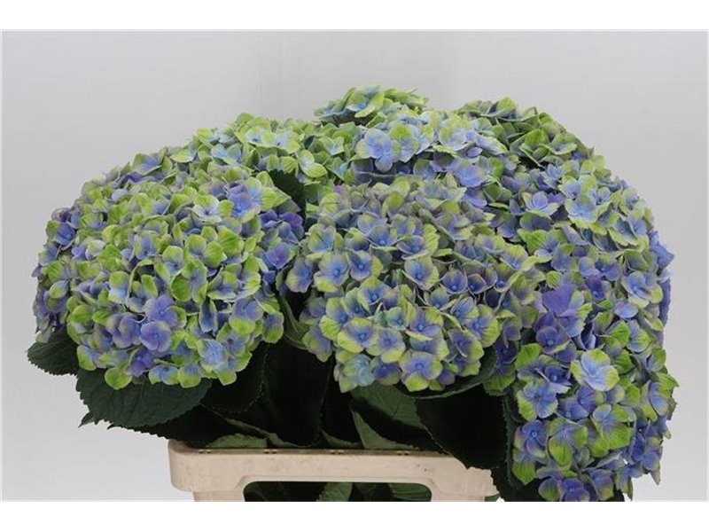 Hortenzija M Mag Amethyst Blue c2135