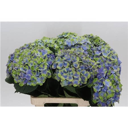 Hortenzija M Mag Amethyst Blue c2135
