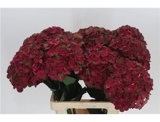 Hortenzija M Mag Charlotte Red c2136