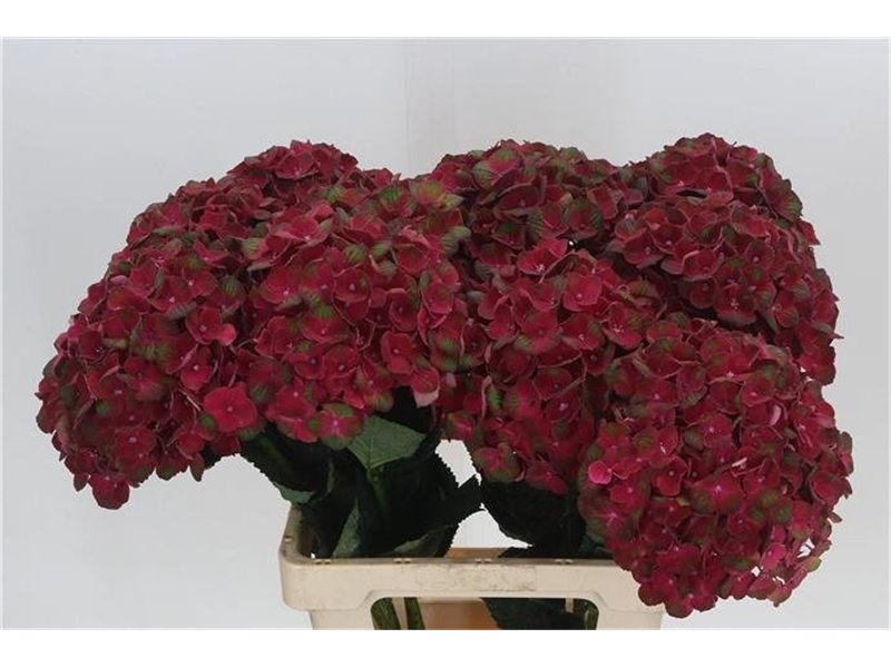 Hortenzija M Mag Charlotte Red c2136