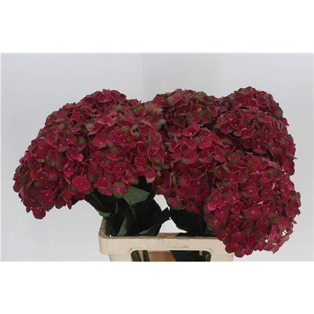 Hortenzija M Mag Charlotte Red c2136