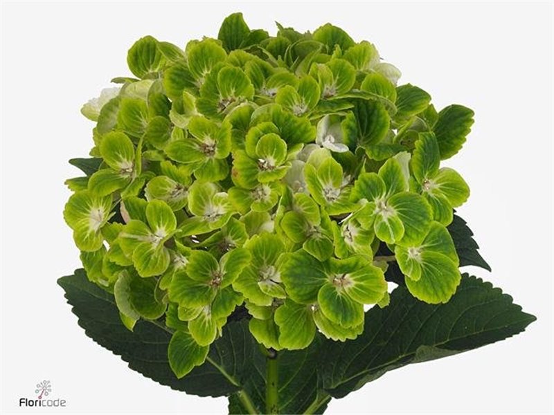 Hortenzija M Mag Green Cloud c2137
