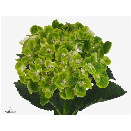 Hortenzija M Mag Green Cloud c2137