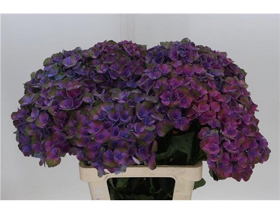 Hortenzija M Mag Mistral c2138